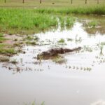 Crocodile d'Afrique de l'Ouest dans une mare entourée de végétation, près d'un village du Burkina Faso