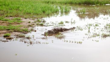 Crocodile d'Afrique de l'Ouest dans une mare entourée de végétation, près d'un village du Burkina Faso