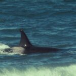 Jeune morse couché sur une plage de l'Arctique, avec des galets et une mer agitée à l'arrière-plan