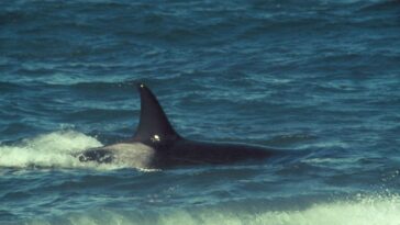 Jeune morse couché sur une plage de l'Arctique, avec des galets et une mer agitée à l'arrière-plan
