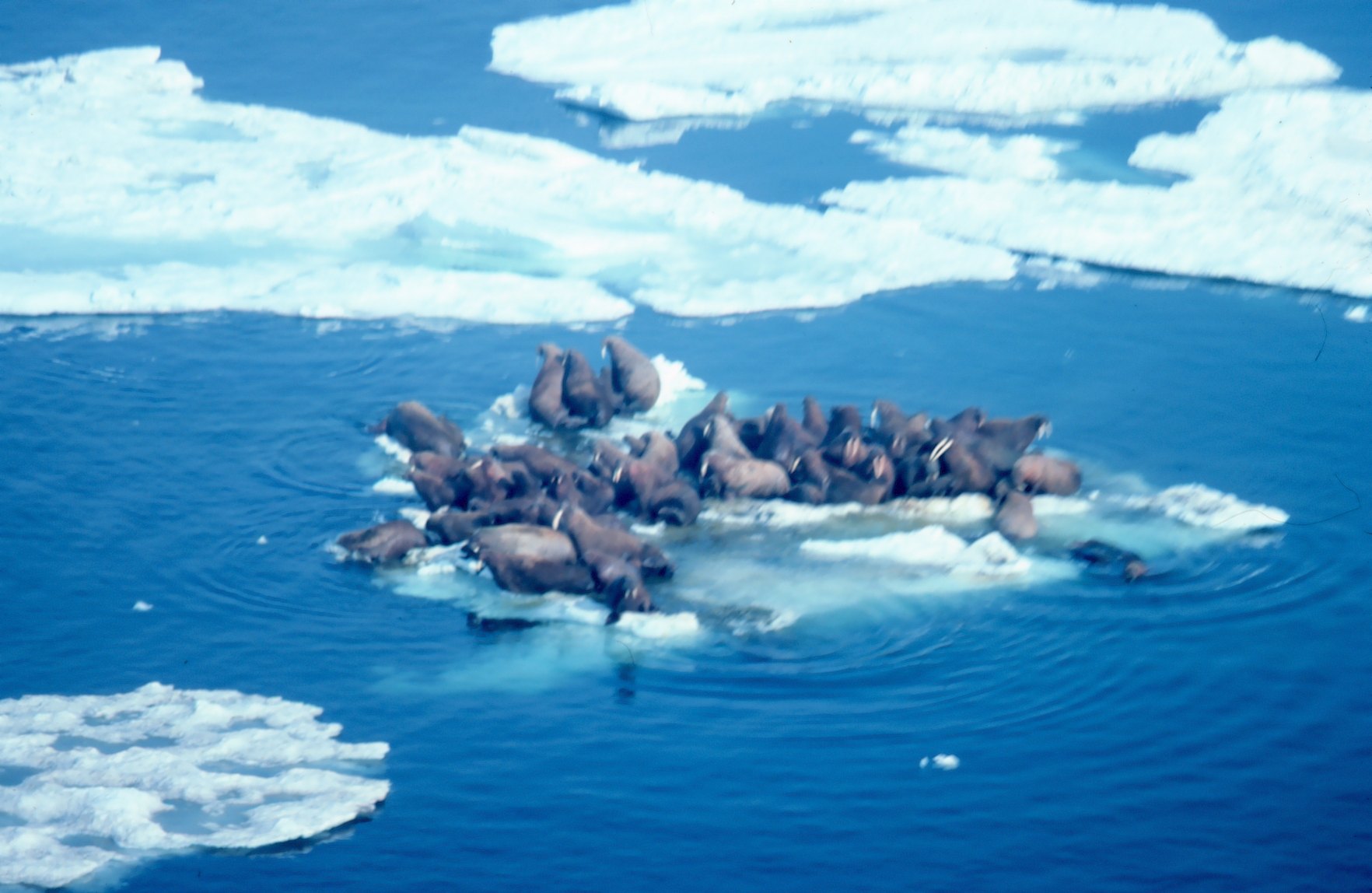 Jeune morse couché sur une plage de l'Arctique, avec des galets et une mer agitée à l'arrière-plan