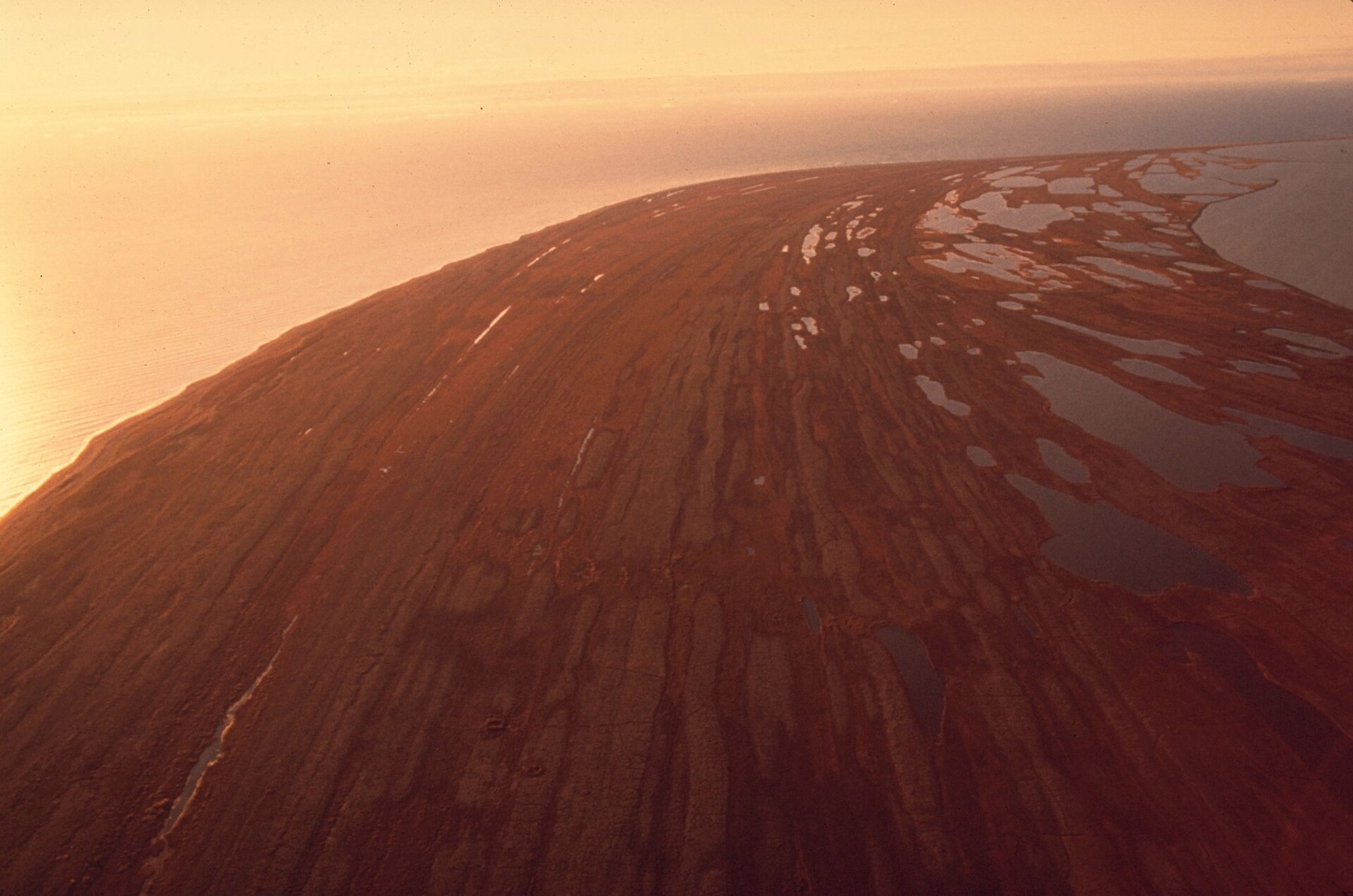Jeune morse couché sur une plage de l'Arctique, avec des galets et une mer agitée à l'arrière-plan