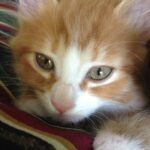 Chaton roux assis sur un plaid, regardant l'objectif dans une pièce lumineuse