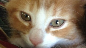 Chaton roux assis sur un plaid, regardant l'objectif dans une pièce lumineuse