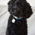 Un chien de profil regarde un écran où s'affichent une forme ronde et une forme pointue