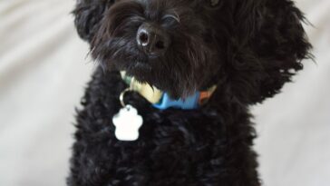 Un chien de profil regarde un écran où s'affichent une forme ronde et une forme pointue