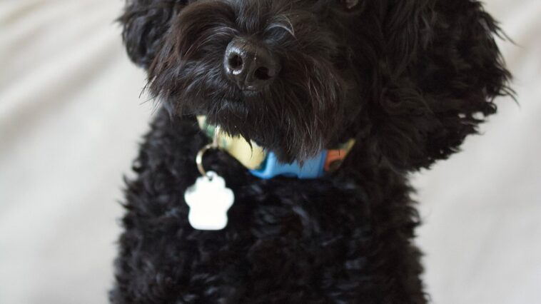 Un chien de profil regarde un écran où s'affichent une forme ronde et une forme pointue