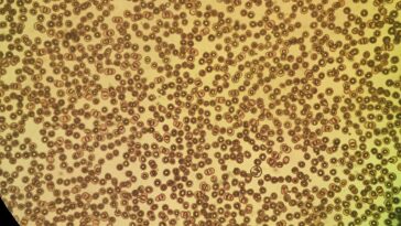 Cellules observées au microscope dans un laboratoire de biologie, avec des structures colorées évoquant l'activité cellulaire