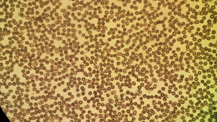 Cellules observées au microscope dans un laboratoire de biologie, avec des structures colorées évoquant l'activité cellulaire
