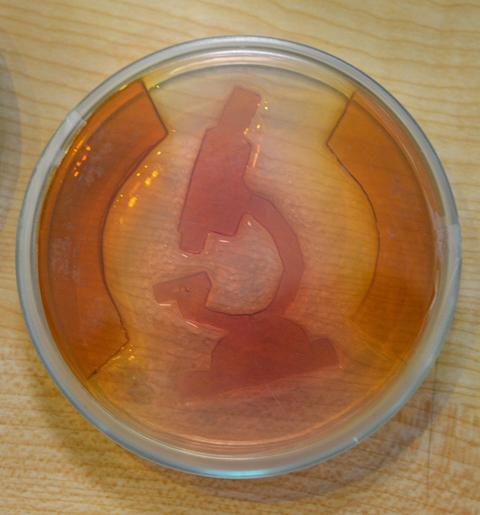 Cellules observées au microscope dans un laboratoire de biologie, avec des structures colorées évoquant l'activité cellulaire