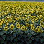 Chat assis dans un champ de fleurs, regard détourné, avec un décor de tournesols ou de chrysanthèmes en arrière-plan