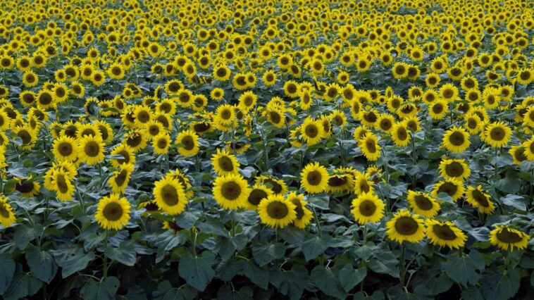 Chat assis dans un champ de fleurs, regard détourné, avec un décor de tournesols ou de chrysanthèmes en arrière-plan