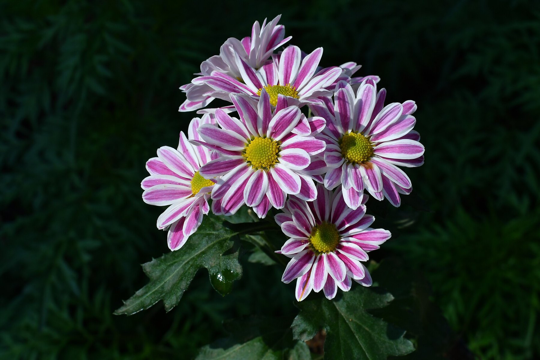 Chat assis dans un champ de fleurs, regard détourné, avec un décor de tournesols ou de chrysanthèmes en arrière-plan