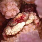 Gros plan de pièces prothétiques colorées évoquant un récif corallien, sur fond sombre