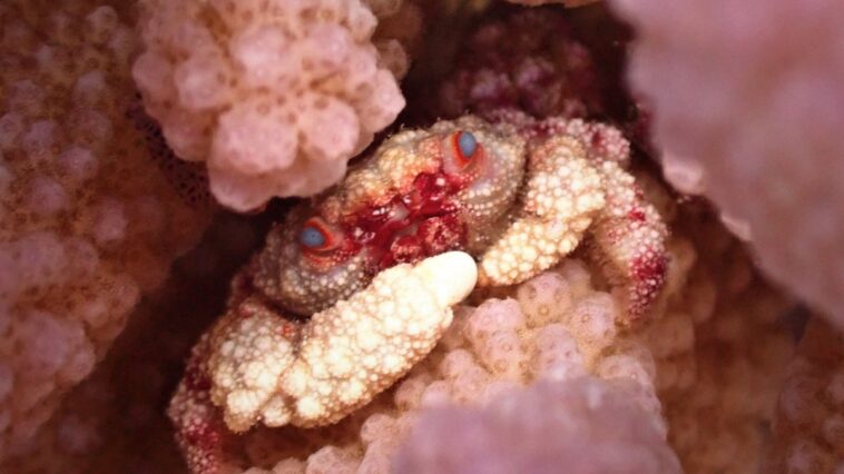 Gros plan de pièces prothétiques colorées évoquant un récif corallien, sur fond sombre