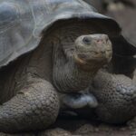 Grosse tortue géante d'Aldabra à la carapace marquée, posée sur l'herbe d'une île volcanique