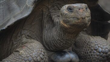 Grosse tortue géante d'Aldabra à la carapace marquée, posée sur l'herbe d'une île volcanique