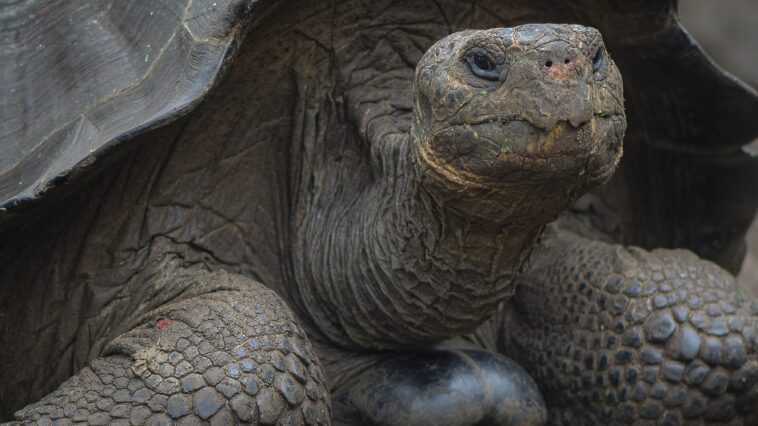 Grosse tortue géante d'Aldabra à la carapace marquée, posée sur l'herbe d'une île volcanique