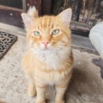 Chat roux allongé sur un lit, observant la pièce avec un air sérieux et malicieux, dans l'esprit d'une planche humoristique