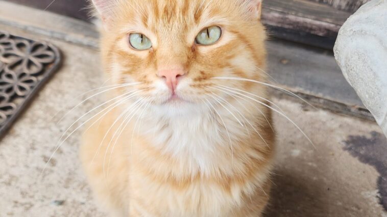 Chat roux allongé sur un lit, observant la pièce avec un air sérieux et malicieux, dans l'esprit d'une planche humoristique
