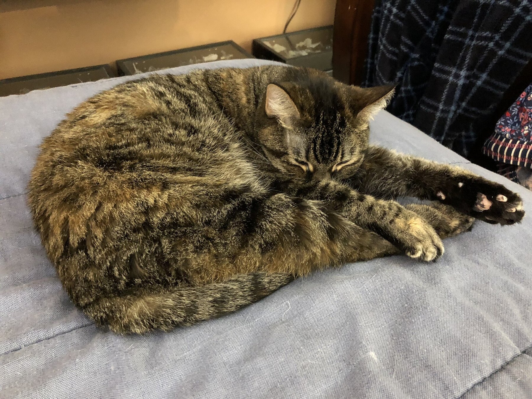 Chat roux allongé sur un lit, observant la pièce avec un air sérieux et malicieux, dans l'esprit d'une planche humoristique