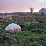 Un énorme potiron orange posé dans un champ, à côté de la terre et des feuilles d'une exploitation agricole anglaise