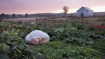Un énorme potiron orange posé dans un champ, à côté de la terre et des feuilles d'une exploitation agricole anglaise