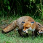 Un jeune renard roux au pelage orangé, assis dans l'herbe et regardant droit vers l'objectif