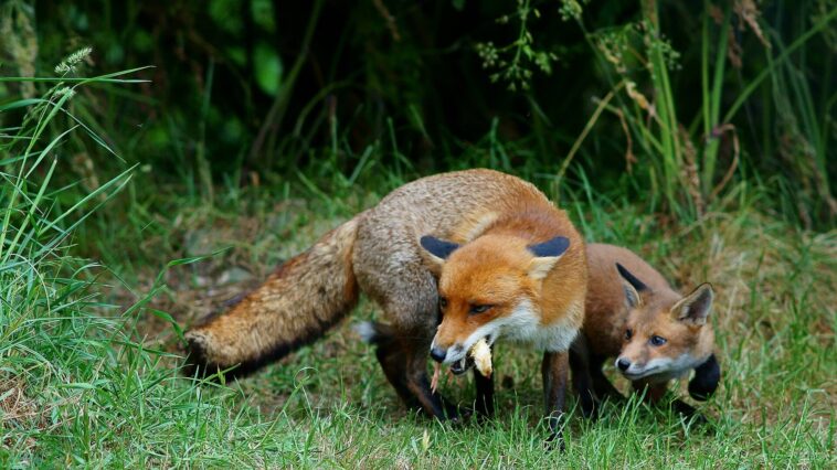 Un jeune renard roux au pelage orangé, assis dans l'herbe et regardant droit vers l'objectif