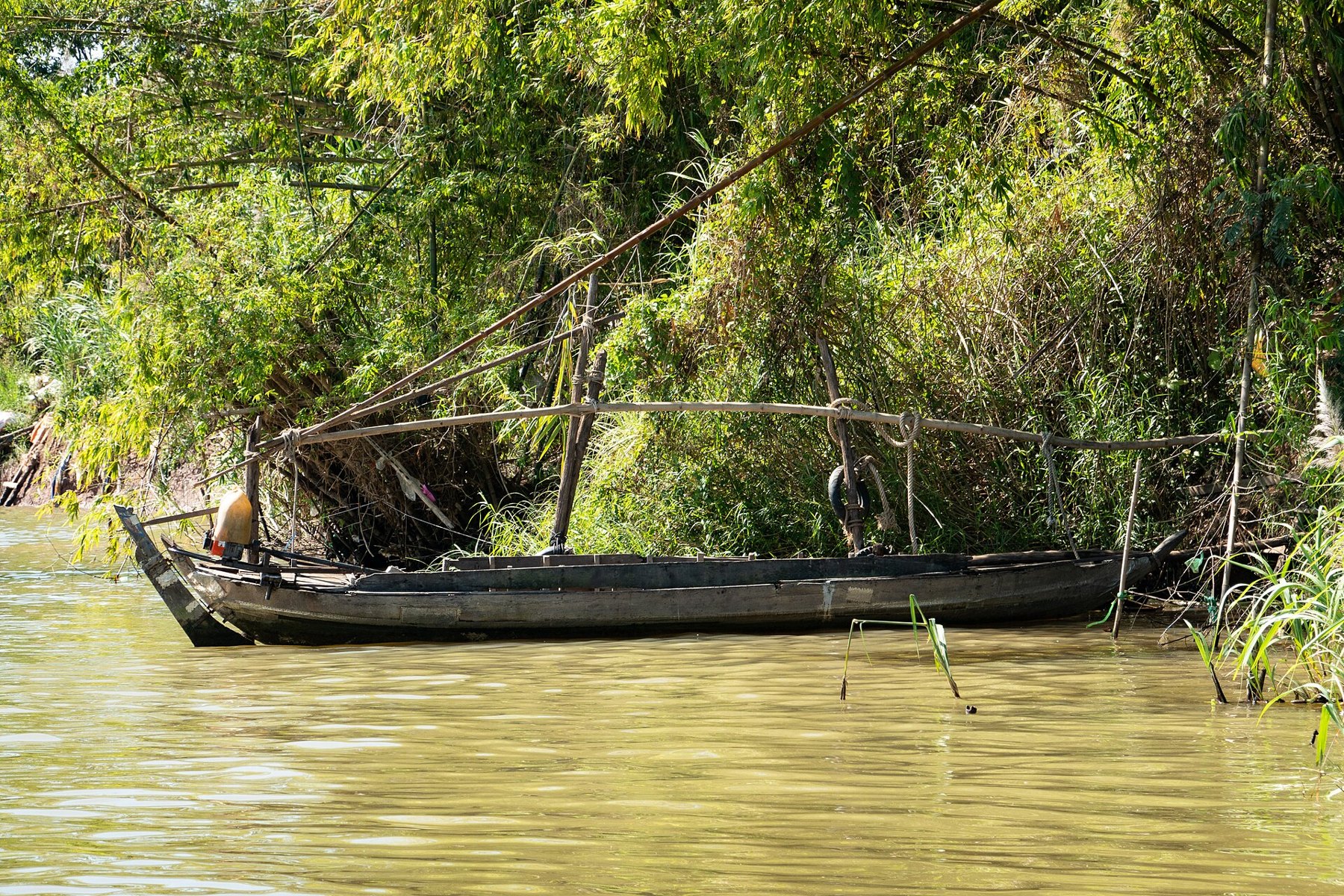 Dauphin de l'Irrawaddy émergeant des eaux brunes du Mékong au Cambodge, espèce menacée en voie de rétablissement