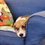 Chien couché sur un canapé, à côté d'un journal ouvert, dans un salon éclairé par la fenêtre