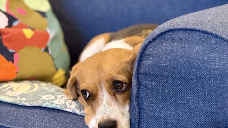 Chien couché sur un canapé, à côté d'un journal ouvert, dans un salon éclairé par la fenêtre
