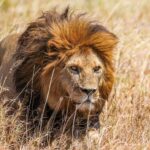Une guépard allongée dans l'herbe avec ses petits, dans une tanière calme et protégée