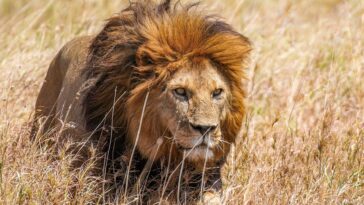 Une guépard allongée dans l'herbe avec ses petits, dans une tanière calme et protégée