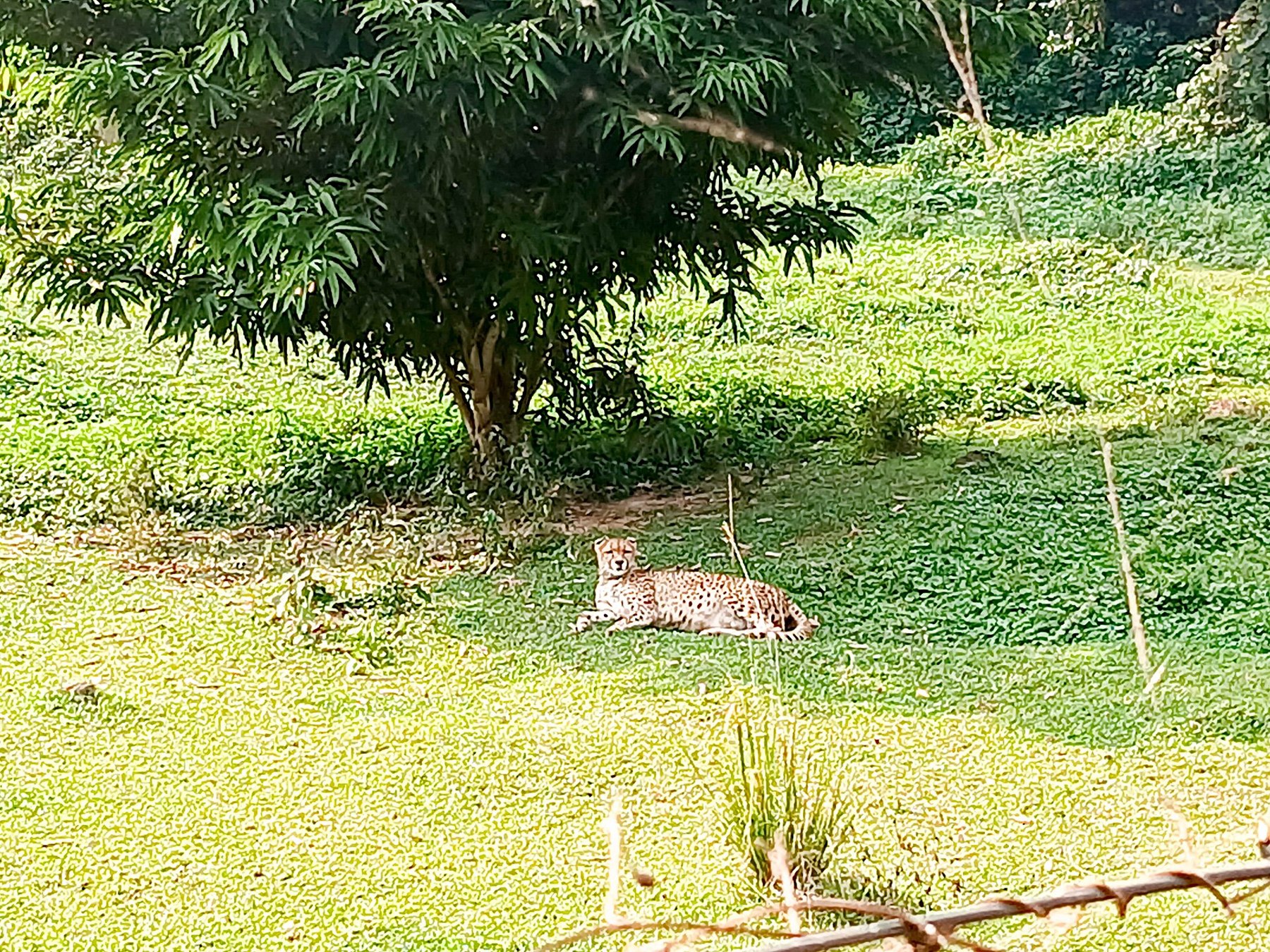 Une guépard allongée dans l'herbe avec ses petits, dans une tanière calme et protégée