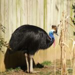 Un grand oiseau noir de la forêt tropicale australienne, proche d'un nid où repose un œuf vert pâle