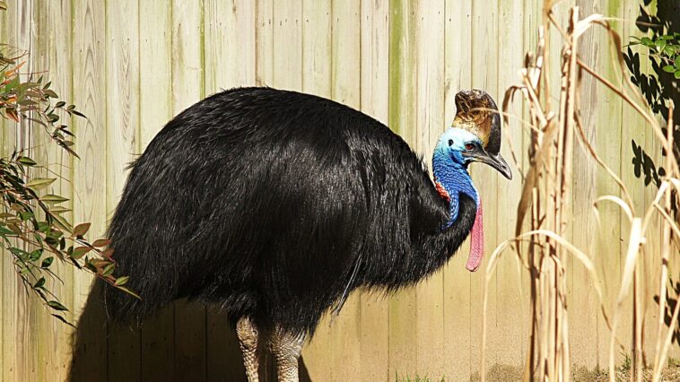 Un grand oiseau noir de la forêt tropicale australienne, proche d'un nid où repose un œuf vert pâle