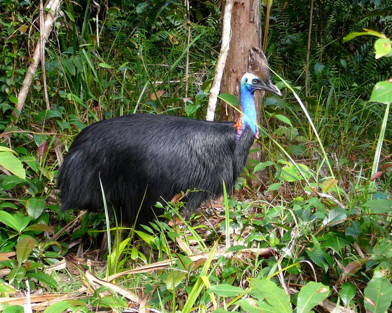 Un grand oiseau noir de la forêt tropicale australienne, proche d'un nid où repose un œuf vert pâle